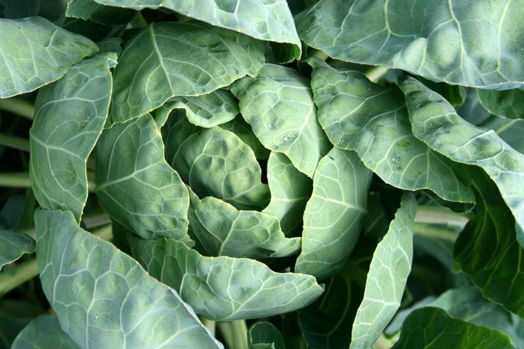 Cabbage pros and&nbsp;cons